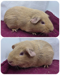Joshy, männlich und kastriert, geboren am 23.02.2026, glatthaar in lavendel Champanger Agouti. Lieb, entspannt, ❤️(80euro)