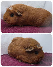 Brownie, weiblich, ca 2,5 Jahre alt, American Crested in rot weiß. Sehr lieb, unfassbar neugierig und zahm, allerdings sehr dominant. Braucht einen guten Kastraten ❤️ (45euro)