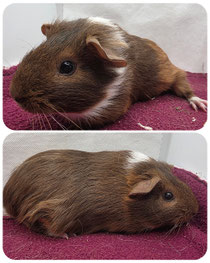 Lilo, weiblich, im Mai 2026 geboren, glatthaar in Goldagouti Gold weiß ❤️ (45euro) ■■■RESERVIERT■■■