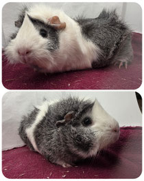 Yuno, weiblich, geboren am 22.03.2025. Rosetten Mix in silberagouti weiß. Lieb, zutraulich, aber sehr dominant, braucht einen starken Kastraten❤️ (45euro)