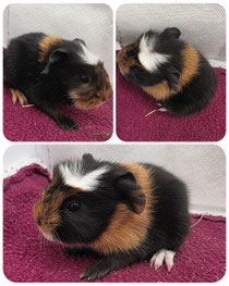 Hanno, männlich und frühkastriert, geboren am 12.06.2026. English Crested in schwarz rot weiß ❤️ (65euro)■■■RESERVIERT■■■