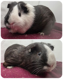Hilde, weiblich, ca 3 Jahre alt, Glatthaar in schwarz weiß, sehr lieb, freundlich, neugierig und aktiv❤️ (45euro)