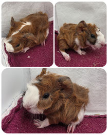 Keks, männlich und wird Frühkastriert, geboren am 04.07.2026, Rosetten Mix in goldagouti gold weiß❤️ (80euro) ■■■RESERVIERT■■■