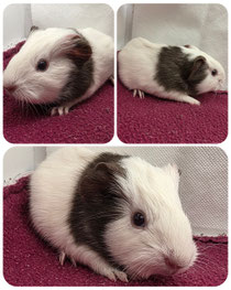 Gonzo, männlich, Frühkastriert, geboren am 02.06.2026, Glatthaar/Ridgeback in schoko weiß❤️(80euro)