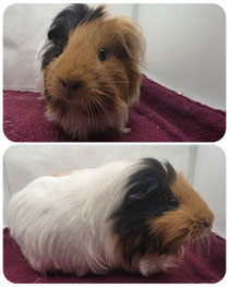 Käsekuchen, weiblich, geboren 2024, Sheltie in schwarz rot weiß. Lieb, freundlich, sozialisiert ❤️ (45euro)■■■RESERVIERT ■■■