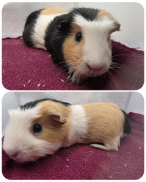 Tipsy, weiblich, ca 5,5 Jahre alt, english Crested in schwarz creme weiß. Unfassbar gut sozialisiert, freundlich, sehr lieb und neugierig ❤️ (45euro)