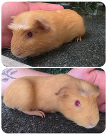 Ferb, männlich und frühkastriert, english Crested in creme weiß mit Pink eyes. Unfassbar hübscher und liebevoller kerl. Geboren April 2026❤️ (80euro)
