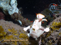 Anglerfisch, Warty Frogfish, Antennarius maculatus (juvenile) 