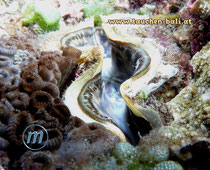 Bohrende Riesenmuschel, crocea clam, tridacna crocea