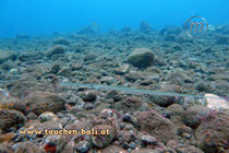 Glatter Flötenfisch, Cornetfish, Fistularia commersonii