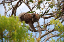 Koala im wachen Zustand