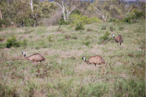 Emu am Wegrand