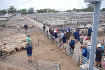 Schafe über Schafe