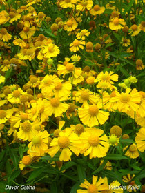 Helenium autumnale