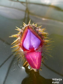Cvijetni je pupoljak zaštićen oštrim bodljama.
