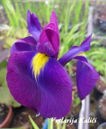 Iris ensata