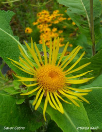 Inula helenium