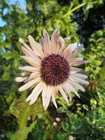 Berkheya purpurea