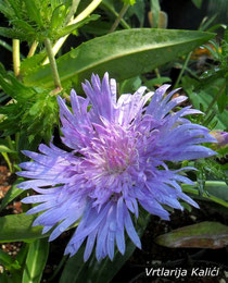 Stokesia laevis (Blue star)