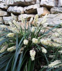 Carex oshimensis