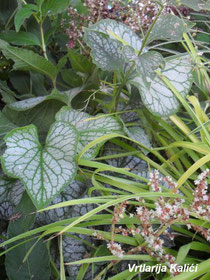 brunnera, lazula, vrtlarija kalići, tranice, sjena