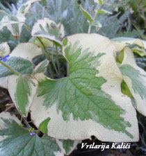 Brunnera macrophylla "Variegata"