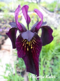 Iris chrysographes "Dark form"