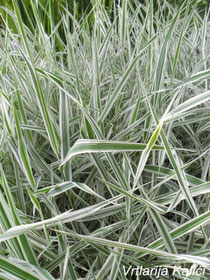 Phalaris arundinacea Luteopicta