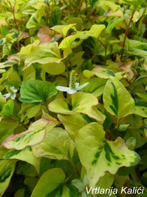 Houttuynia cordata Variegata