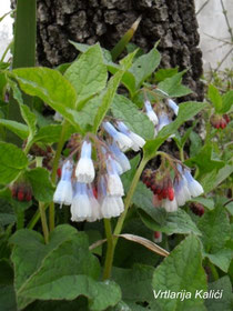 Symphytum grandiflorum "Wisley blue"