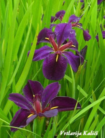 Iris lousiana "Black gamecock"