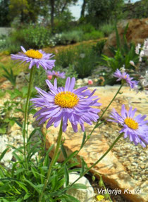 Aster alpinus "Dunkle Schone"