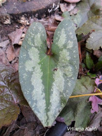 Asarum splendens