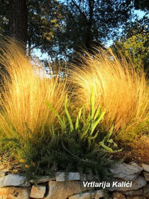 Stipa tenuissima okupana sunčevim zrakama.