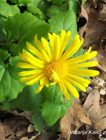 Doronicum orientale