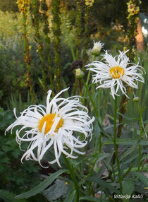 Leucanthemum Old court variety