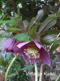 Helleborus orientalis "Red"