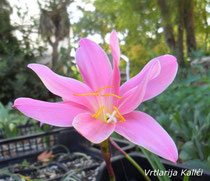 Zephyranthes rosea