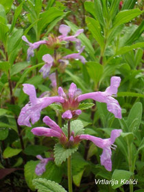 Stachys macrantha