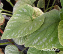 Brunnera macrophylla "Silver wings"