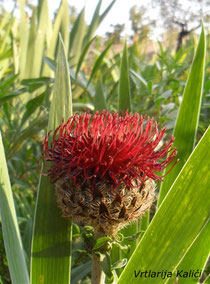 Centaurea atropurpurea