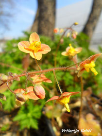 Epimedium "Orangekonigin"