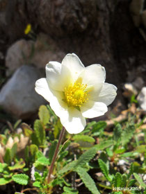 Dryas x suendermannii