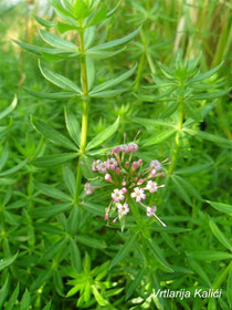 Phuopsis stylosa "Pretty pink"