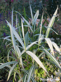 Chasmanthium River mist