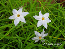 Ipheion uniflorum