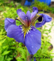 Iris setosa