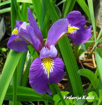 Iris virginica "Sumpfprinzessin"