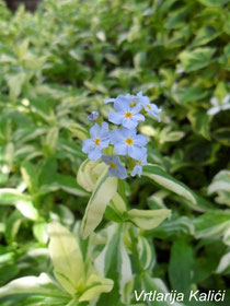 Myosotis palustris Variegatus