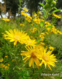 Chrysopsis Golden sunshine”